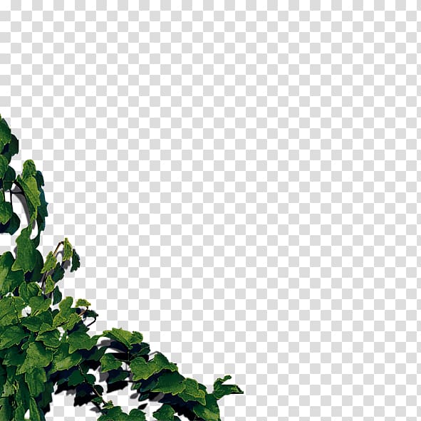 Leaf Tree Pattern, Leaves transparent background PNG clipart