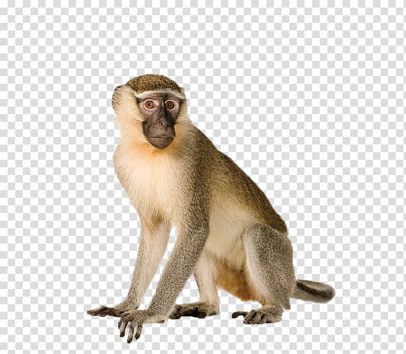 Capuchin monkey White-headed capuchin Primate Orangutan Vervet monkey, monkey transparent background PNG clipart