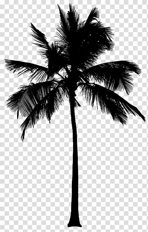 Asian palmyra palm Silhouette Arecaceae Coconut, Silhouette transparent background PNG clipart