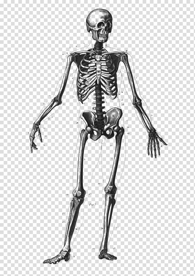 Human skeleton Bone Human body Anatomy Diagram, Skeleton transparent background PNG clipart