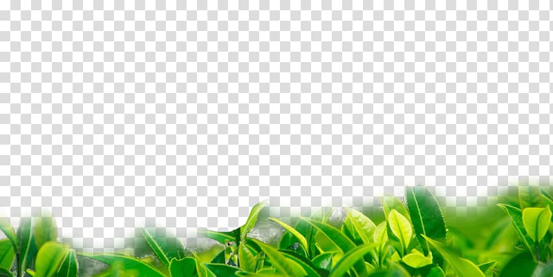 Green tea Biluochun Chrysanthemum tea Camellia sinensis, green tea transparent background PNG clipart
