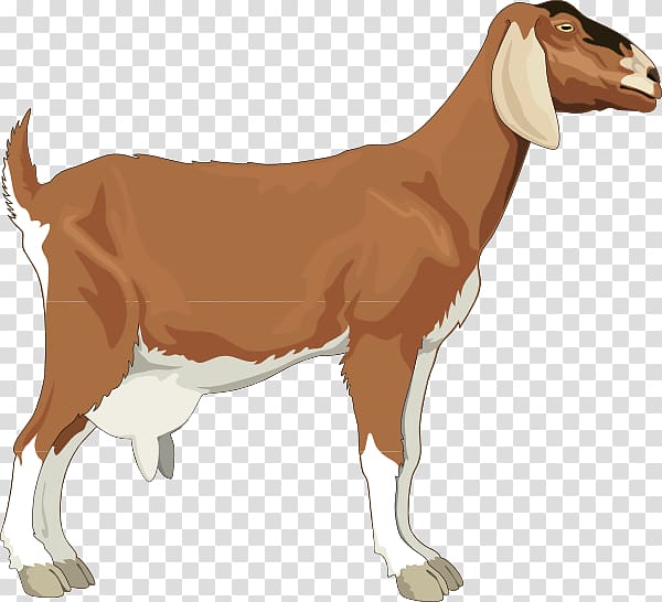 Boer goat Sheep , Goat For Children transparent background PNG clipart