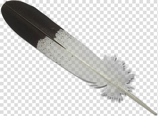 Bald Eagle Eagle feather law , feather transparent background PNG clipart