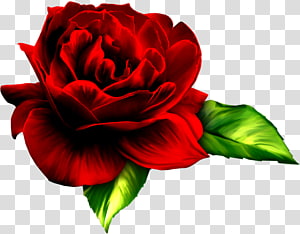 Rose Flower , rose transparent background PNG clipart thumbnail