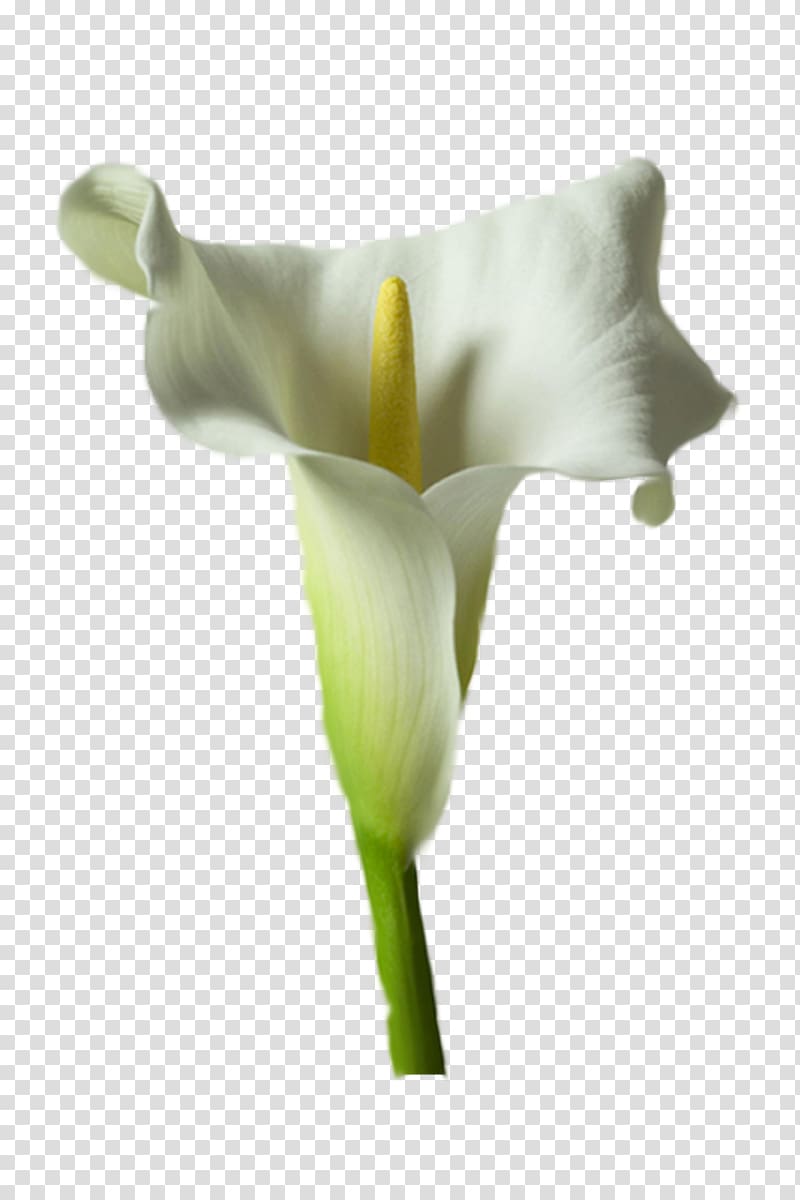 Arum-lily Flower Drawing Tulip Frames, callalily transparent background PNG clipart
