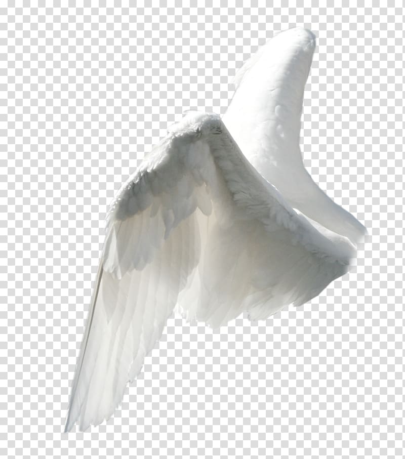 white wings, Angel wing , wing transparent background PNG clipart