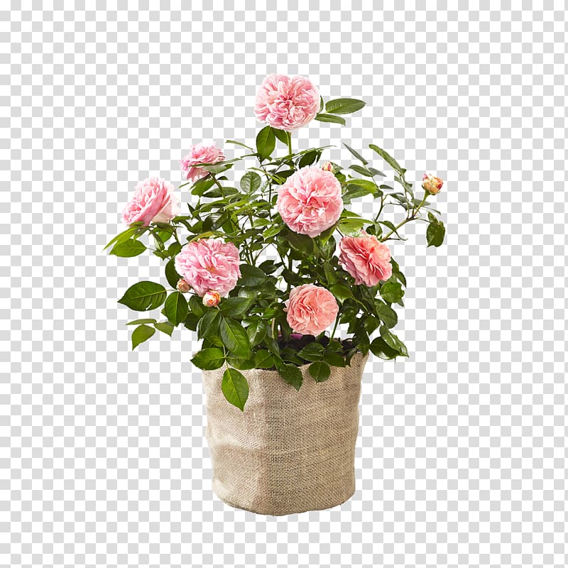 Garden roses Cabbage rose Floral design Cut flowers Flowerpot, flower transparent background PNG clipart