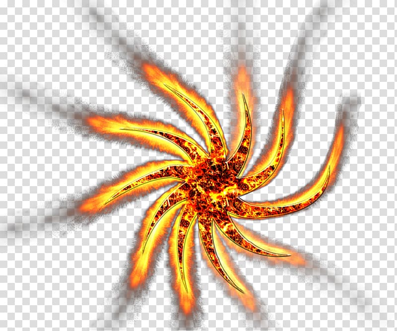 Invertebrate Close-up, Fire Star transparent background PNG clipart