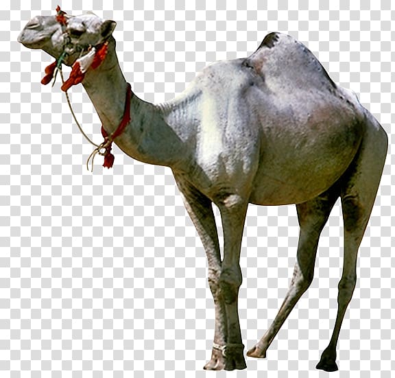 Camel GIFアニメーション Animated film Giphy, camel transparent background PNG clipart