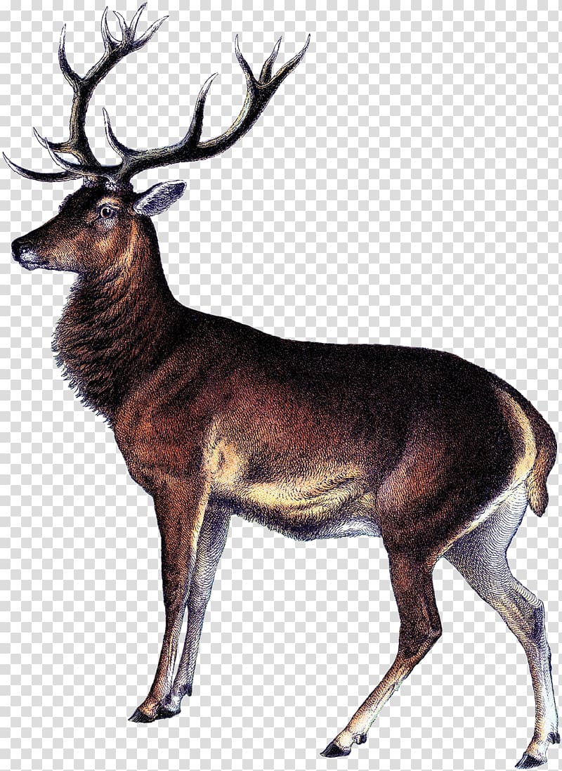 Reindeer White-tailed deer Elk Deer hunting, Reindeer transparent background PNG clipart