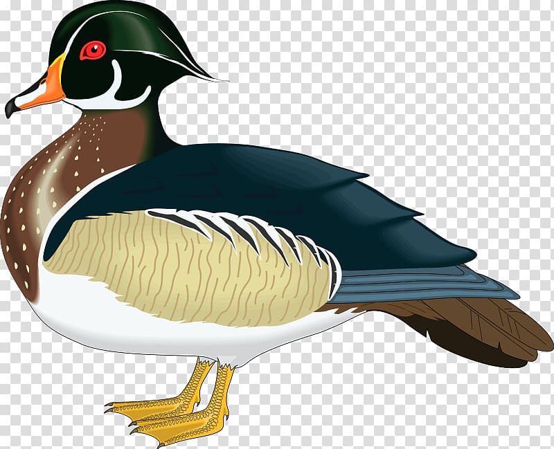 Wood duck Mandarin duck Mallard , Bird Art transparent background PNG clipart