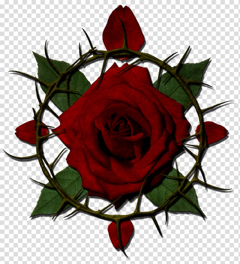 Rose Thorns, spines, and prickles Drawing , ros transparent background PNG clipart