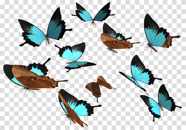 teal, brown, and black butterflies , Butterflies Group Blue Brown Transaprent transparent background PNG clipart