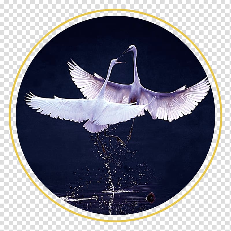 China Bailu Poster Solar term, Swan transparent background PNG clipart
