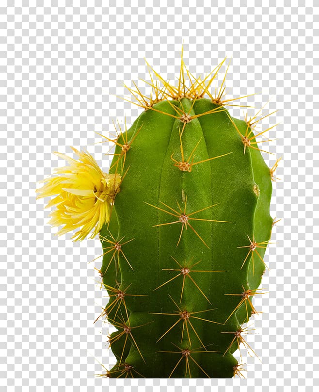 green cactus, Cactaceae Kalahari cactus Extract Plant, Cactus Creative transparent background PNG clipart