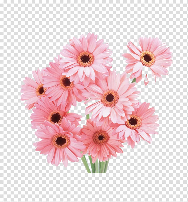 pink daisy flowers, Flower bouquet Floristry Tulip , Bouquet of chrysanthemums transparent background PNG clipart