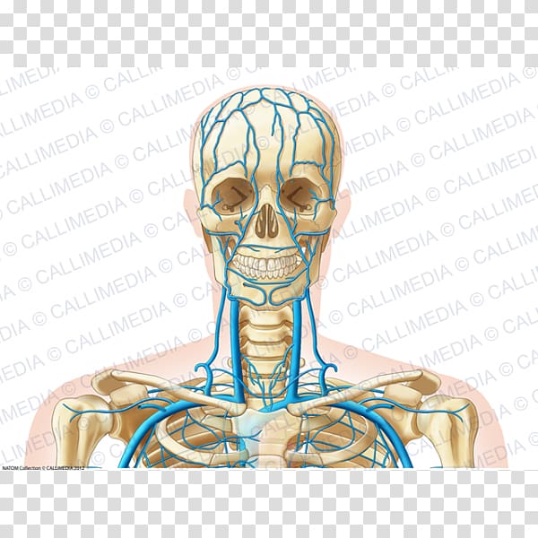 Ear Bone Human anatomy Head Human skeleton, ear transparent background PNG clipart
