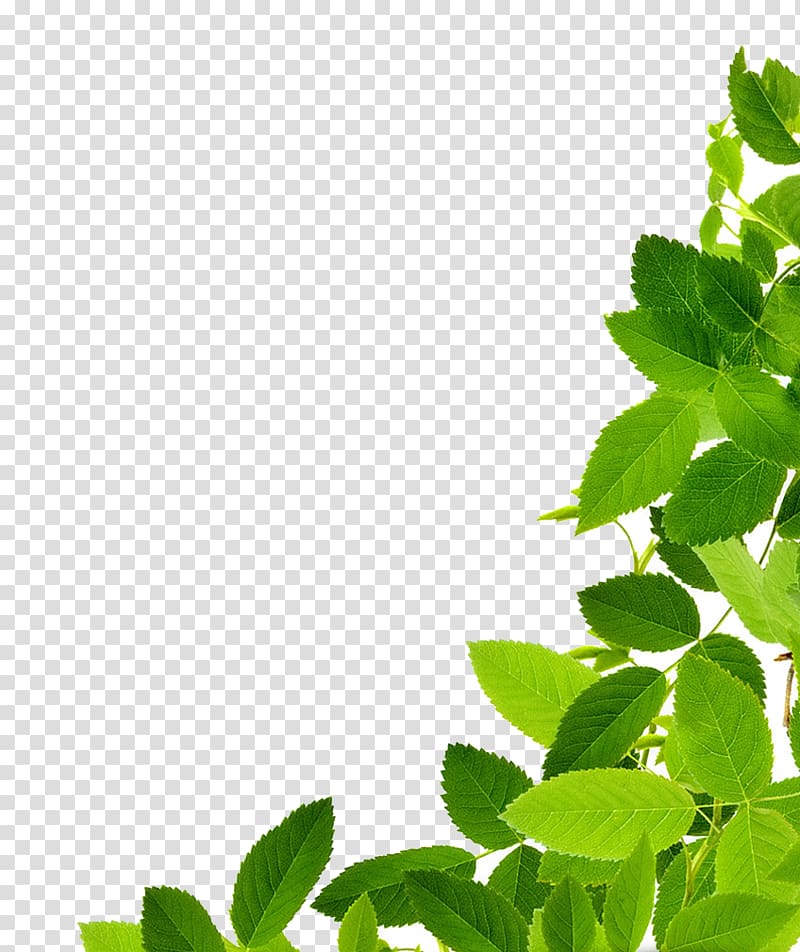 green leafed plants, Leaf , Leaves transparent background PNG clipart