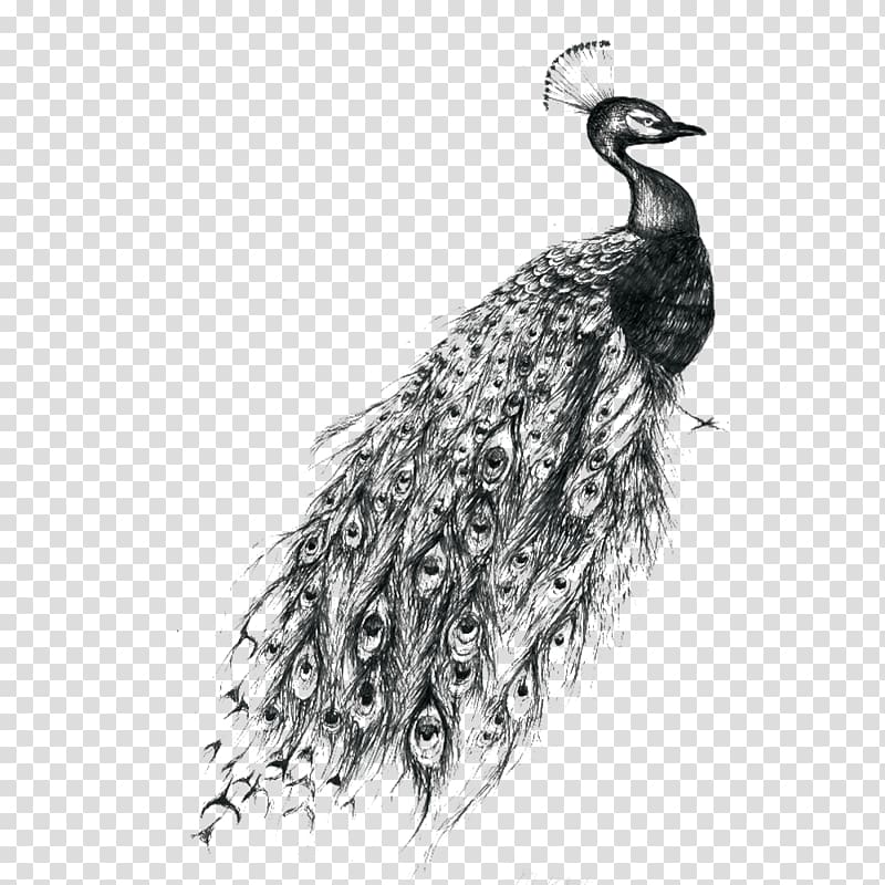 Abziehtattoo Peafowl Feather, peacock transparent background PNG clipart