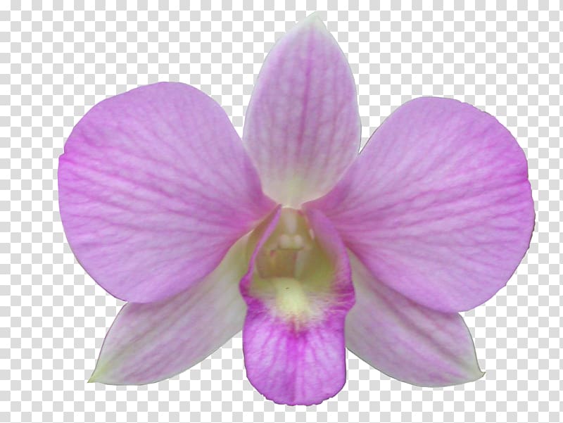 Moth orchids Digital , others transparent background PNG clipart