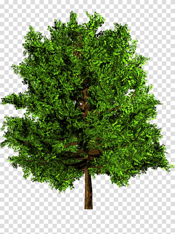 Tree Maple English oak Arecaceae, hd big transparent background PNG clipart