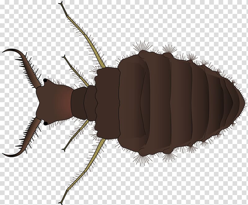 Insect Pollinator Antlion Pest Biological life cycle, insect transparent background PNG clipart