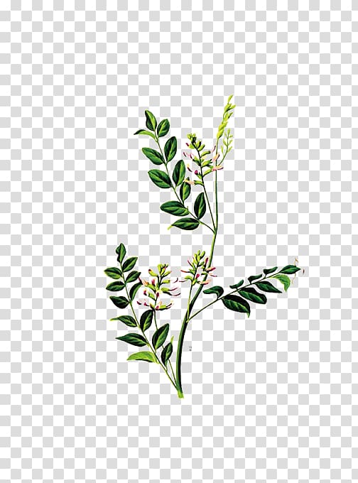 Liquorice Glycyrrhiza uralensis Artemisia argyi Herb Plant, plant transparent background PNG clipart