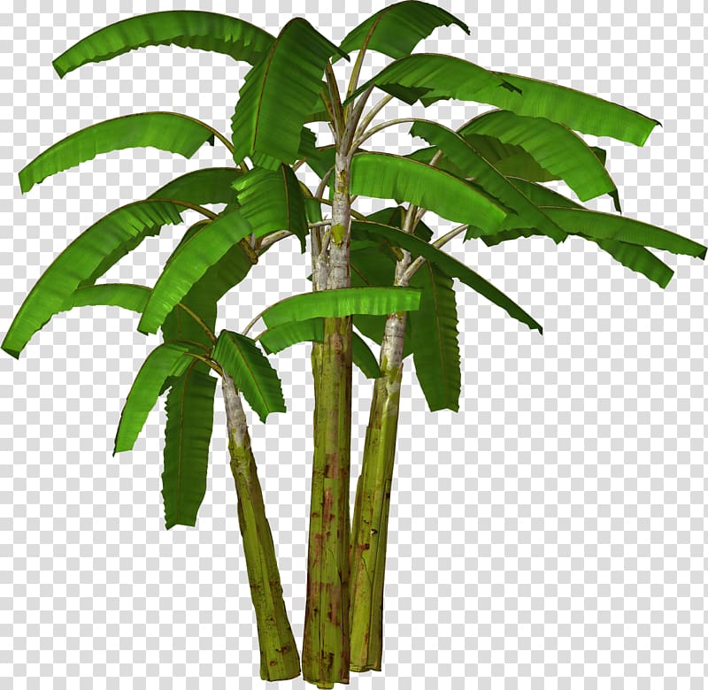 banana plant , Banana Tree , Banana Outline transparent background PNG clipart