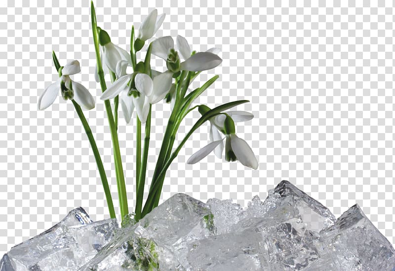 Snowdrop , others transparent background PNG clipart