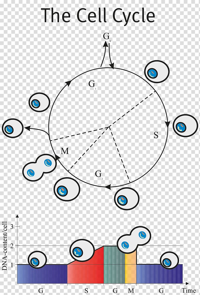 Flow cytometry Cell cycle DAPI, others transparent background PNG clipart