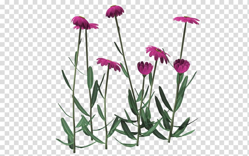 Poser Rendering Cut flowers Plant, pink Daisy transparent background PNG clipart