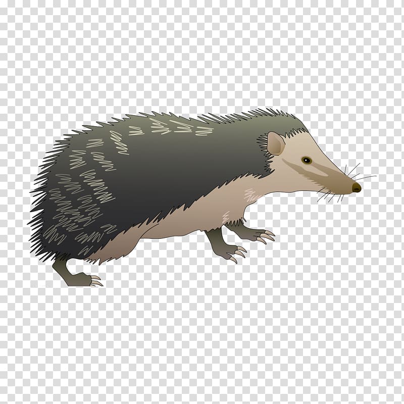 Hedgehog Euclidean Honey badger, Cartoon Hedgehog transparent background PNG clipart
