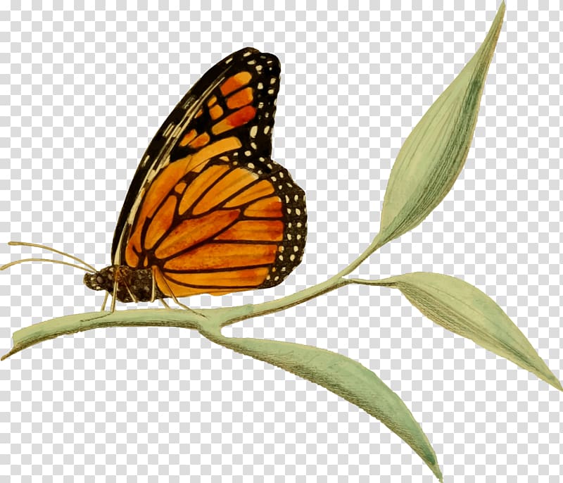 Monarch butterfly , butterflay transparent background PNG clipart