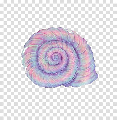 Purple Sea snail Conch, Purple conch transparent background PNG clipart