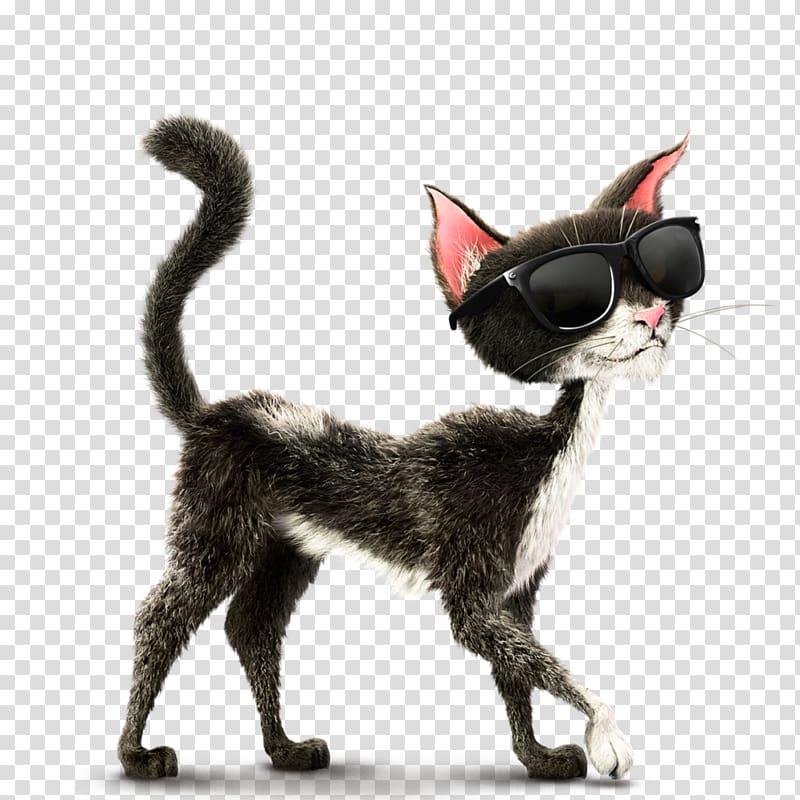 Rothbart Devon Rex Lord Rogers Count Antonio Cygnini, black cat transparent background PNG clipart