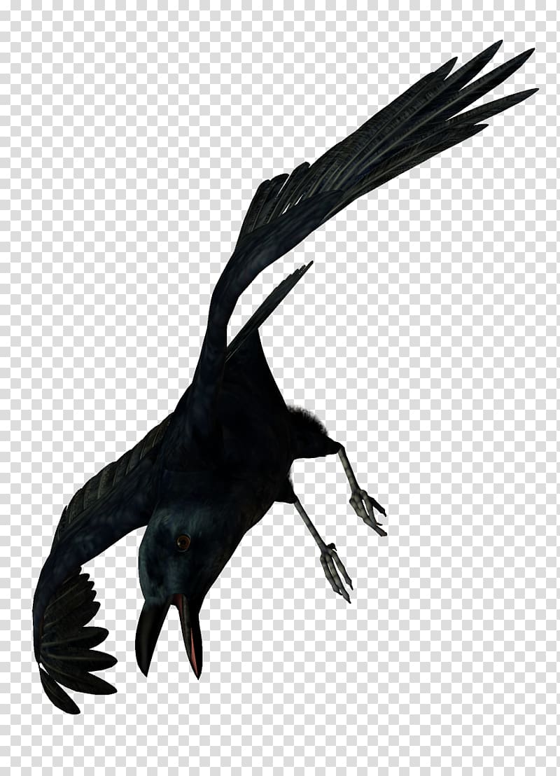 , crow transparent background PNG clipart