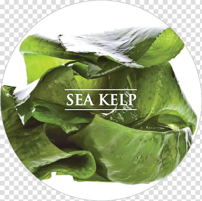 Algae fuel Seaweed Docosahexaenoic acid Omega-3 fatty acids Dietary supplement, kelp transparent background PNG clipart