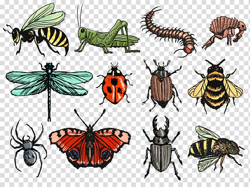 Insect Drawing Insect Transparent Background Png Clipart Hiclipart