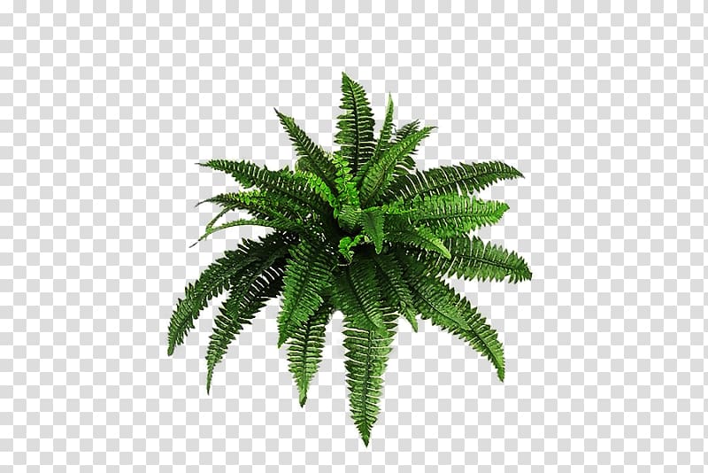 green fern plant, Plants Bush transparent background PNG clipart