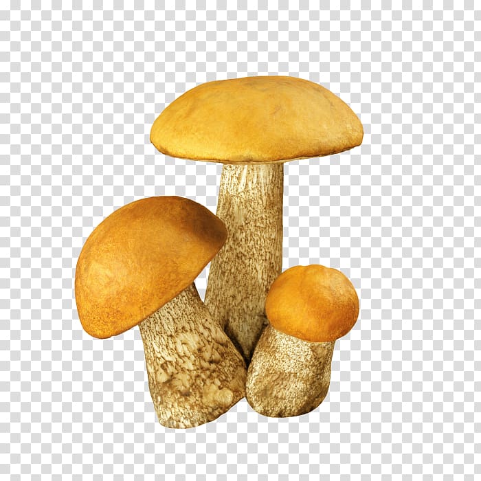 Fungus Aspen mushroom Edible mushroom Brown cap boletus , mushroom transparent background PNG clipart