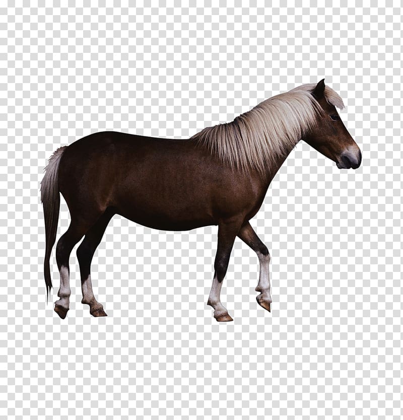 Friesian horse Georgian Grande Horse Fell pony Foal, Brown horse physical map transparent background PNG clipart