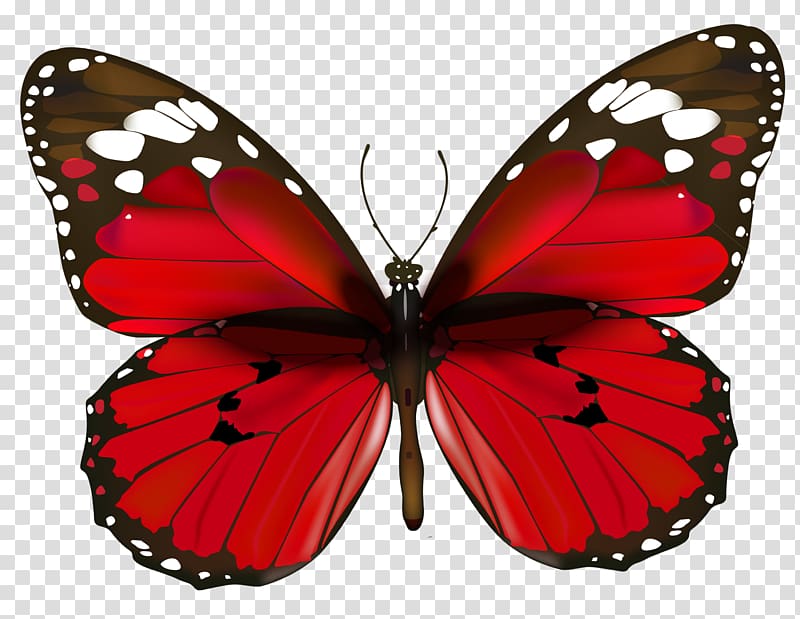 Butterfly Red , Red Butterfly , red and white butterfly illustration transparent background PNG clipart