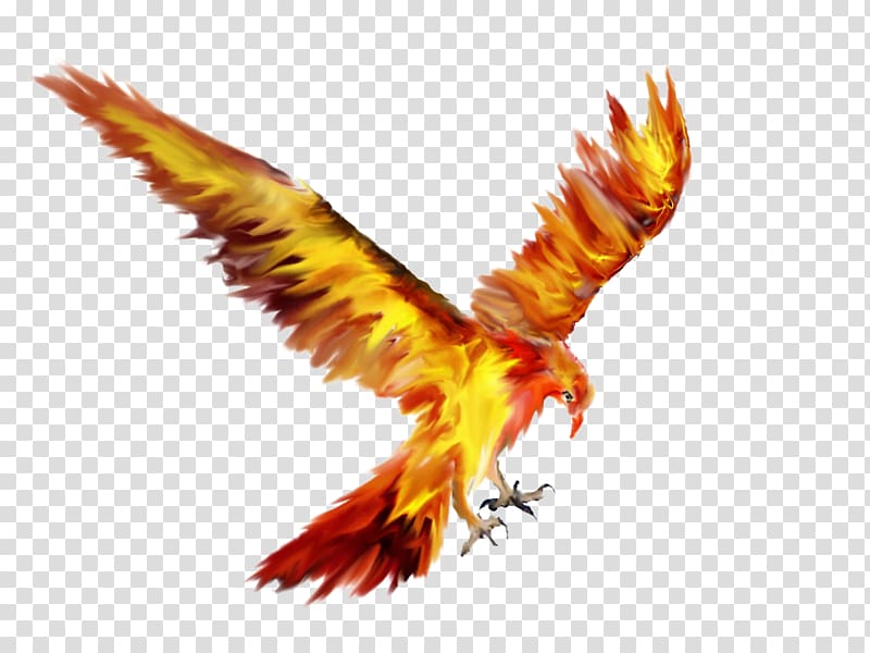 Phoenix Bird Tattoo Sketch Drawing, Phoenix transparent background PNG clipart