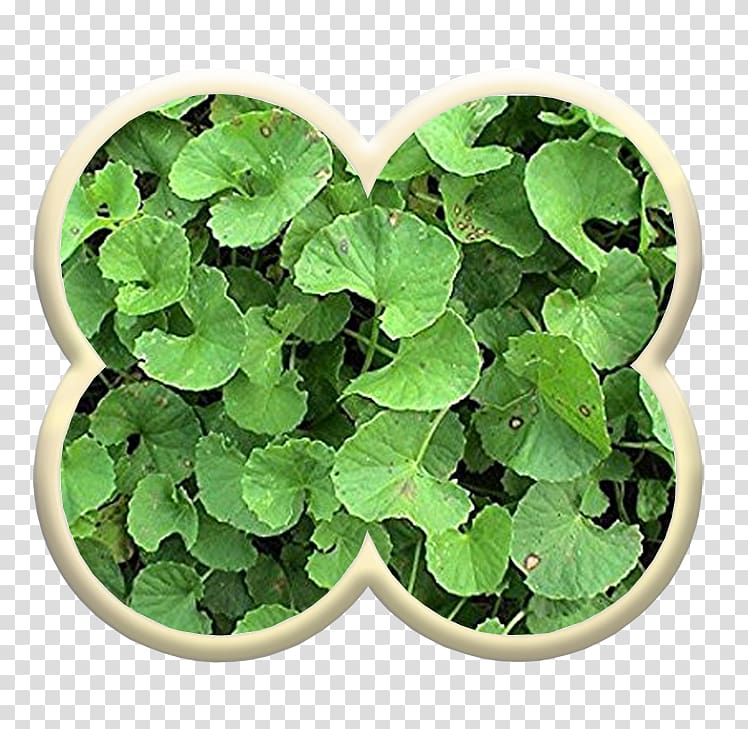 Centella asiatica Medicinal plants Mackinlayoideae Herb, plant transparent background PNG clipart