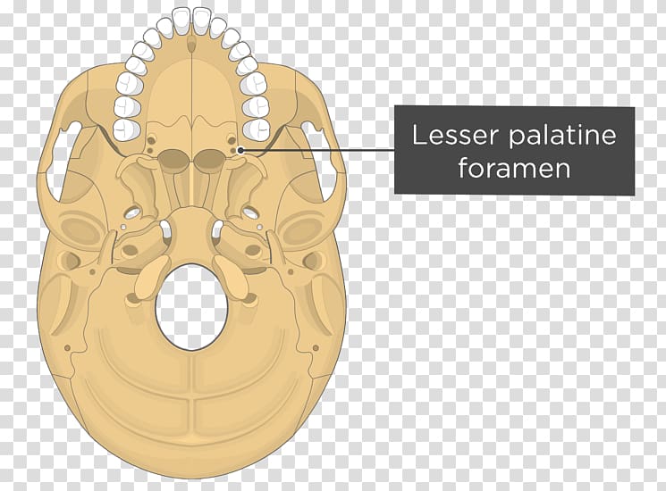 Pterygoid processes of the sphenoid Pterygoid hamulus Medial pterygoid muscle Lateral pterygoid muscle Sphenoid bone, skull transparent background PNG clipart