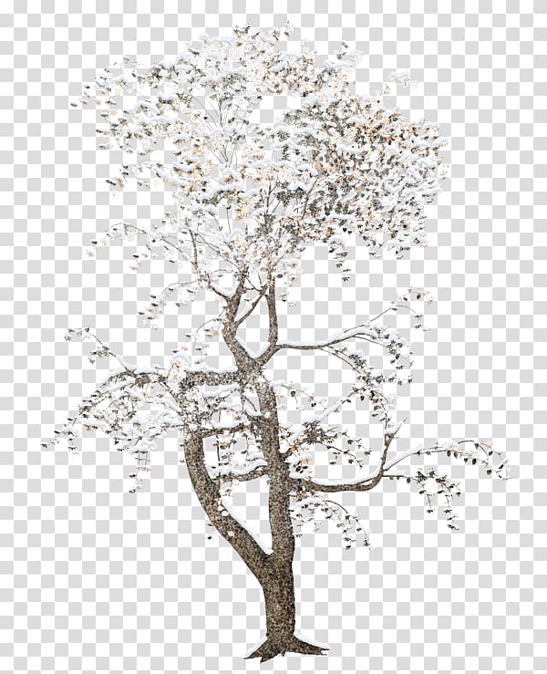 Tree Rendering, tree transparent background PNG clipart