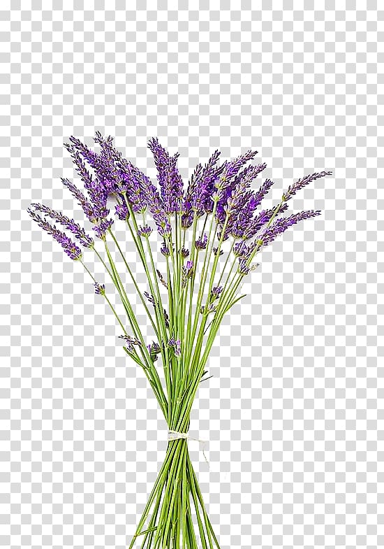 English lavender Pressed flower craft Flower bouquet, others ...