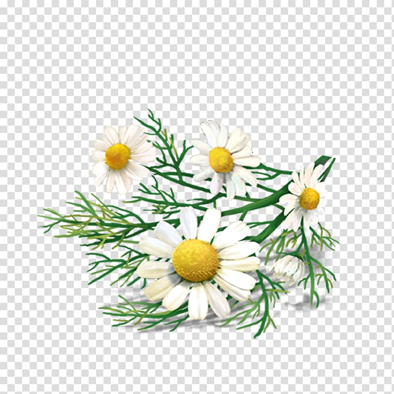 five white-and-yellow petaled flowers , White tea German chamomile Roman chamomile, chamomile transparent background PNG clipart