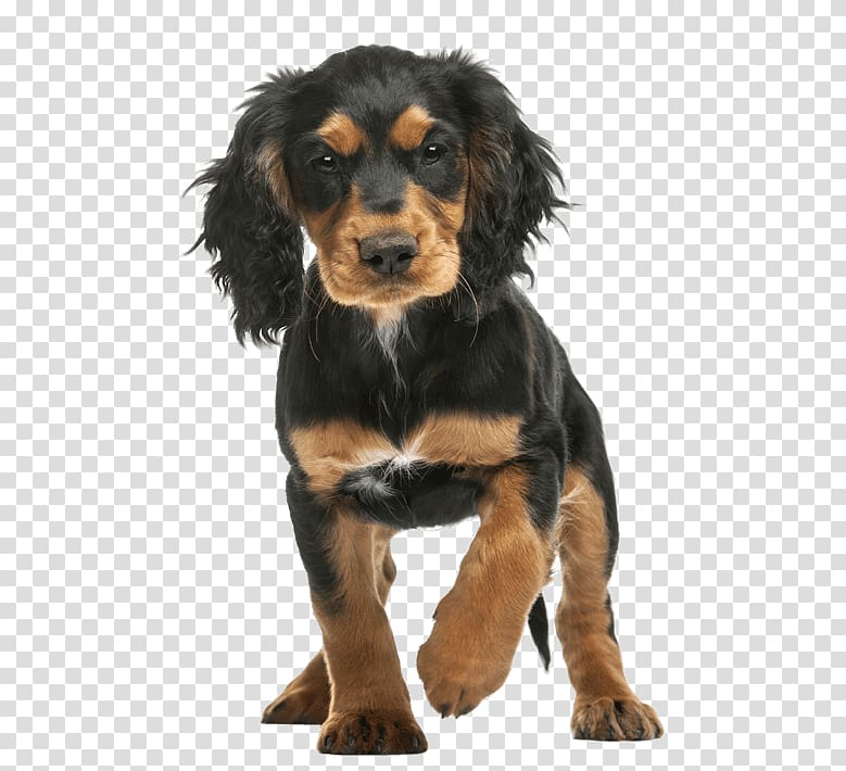 English Cocker Spaniel Puppy English Springer Spaniel Rottweiler, puppy transparent background PNG clipart