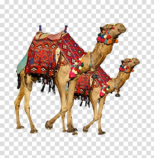 two brown camels , Bactrian camel Dromedary Camel Safari Display resolution, Real camel two transparent background PNG clipart